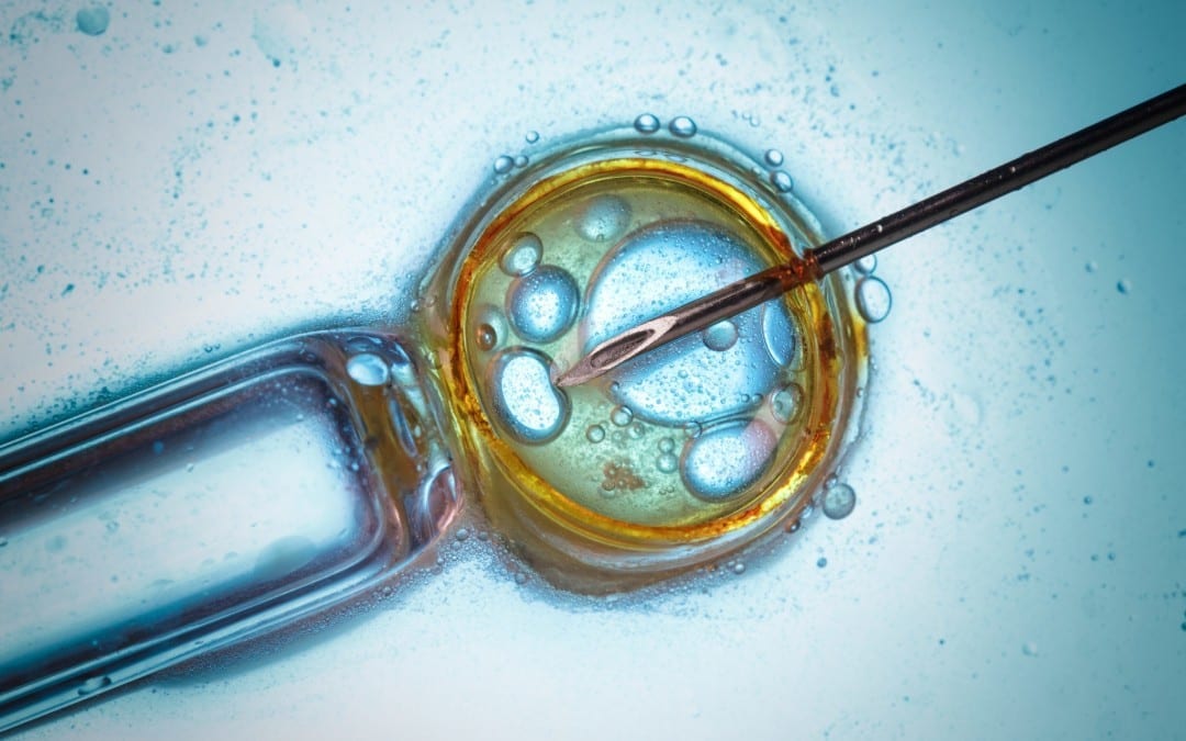 Embryo Custody Battles